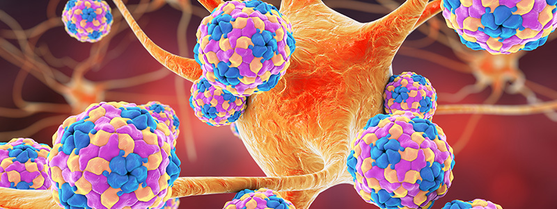 Virus cells