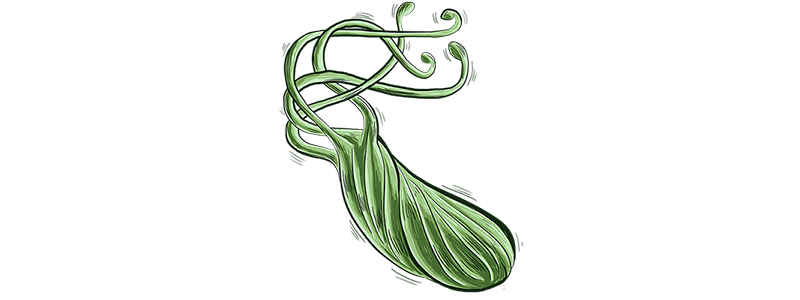 H. pylori